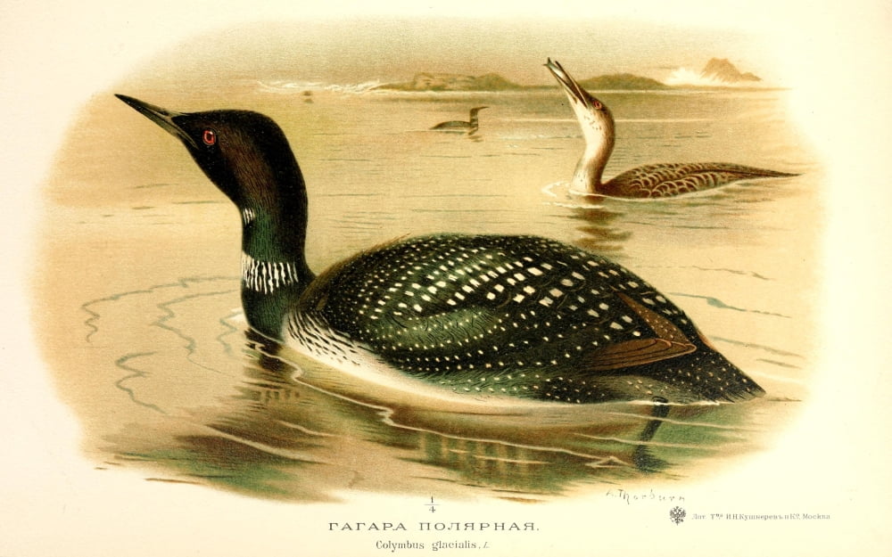 Okhotnichi i promyslovyia 1900 Great Northern Diver Canvas Art - A Thorburn (24 x 36)