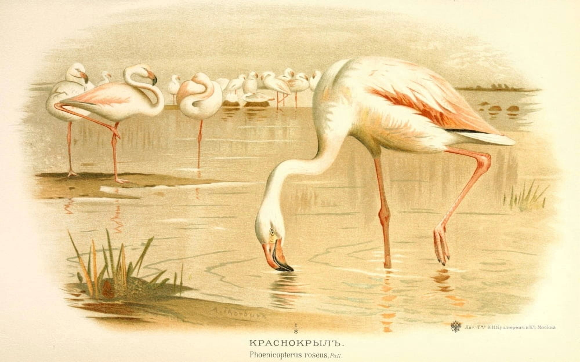 Okhotnichi i promyslovyia 1900 Greater Flamingo Canvas Art - A Thorburn (18 x 24)