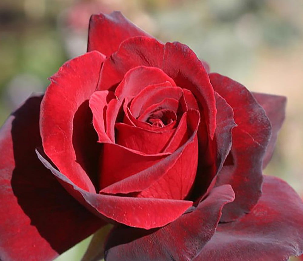 Oklahoma Hybrid Tea Rose Bush Bareroot