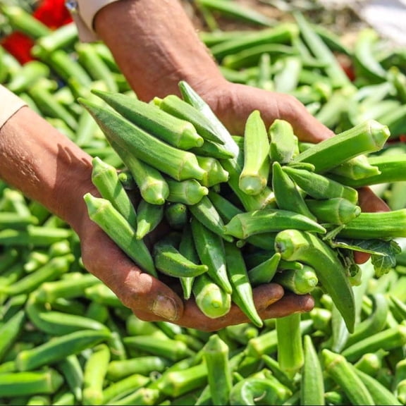 Okra Plants Live for Planting, Green Okra Plants, Vegetable Tree in Home Garden, 3-5 Inch Tall, 2 Plants in Pot
