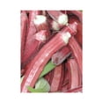 thumbnail image 1 of Okra RED Burgundy Great Heirloom Vegetable By Seed Kingdom BULK 1 Lb Seeds, 1 of 1