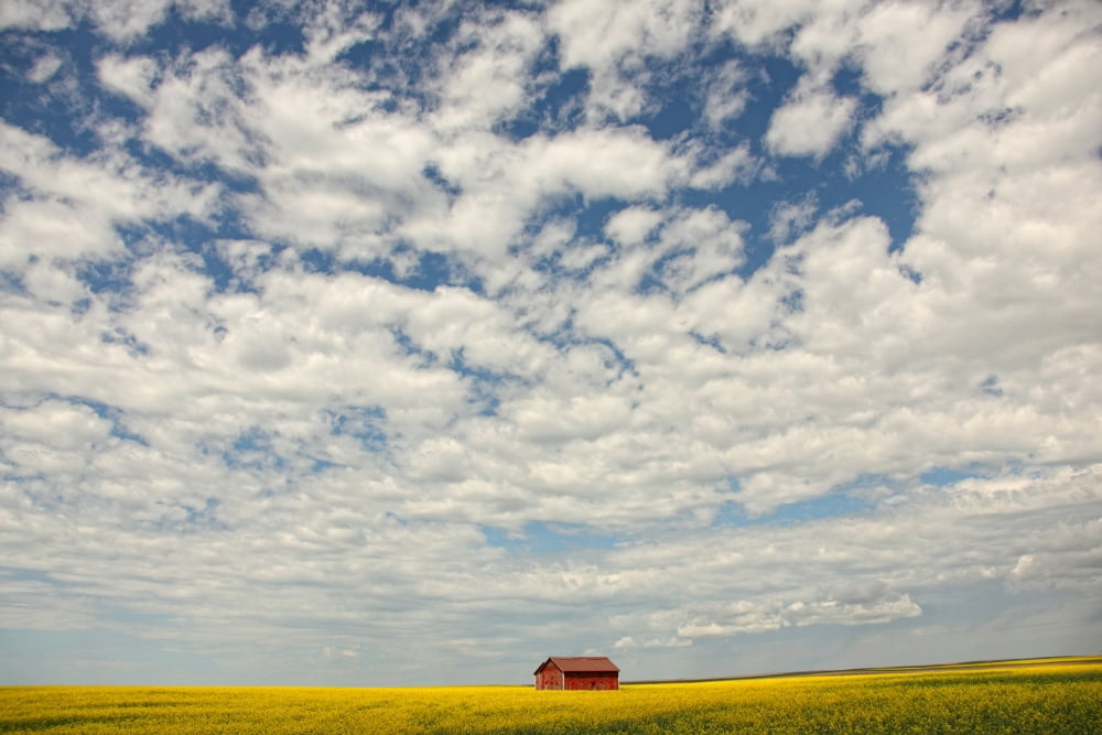 Old Abandoned Red Barn In The Midst Of A Canola Field Rural Saskatchewan Canvas Art - Robert Postma Design Pics (34 x 22)
