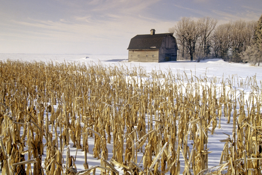 Old Barn And Corn Field In Winter Near Oakbank Manitoba Canvas Art - Dave Reede Design Pics (34 x 22)