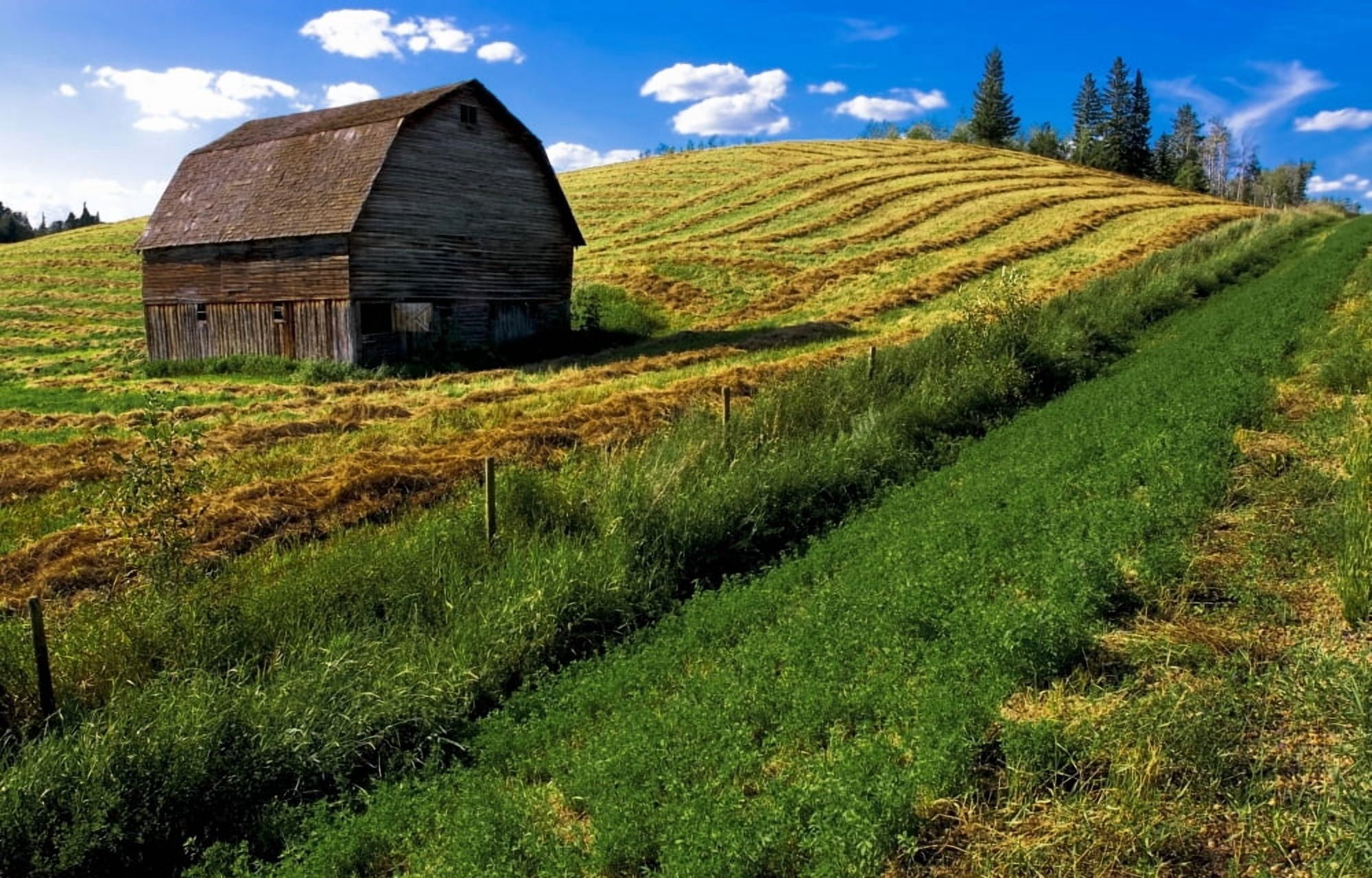 Old Barn In A Field Canvas Art - Steve Nagy  Design Pics (18 x 11)