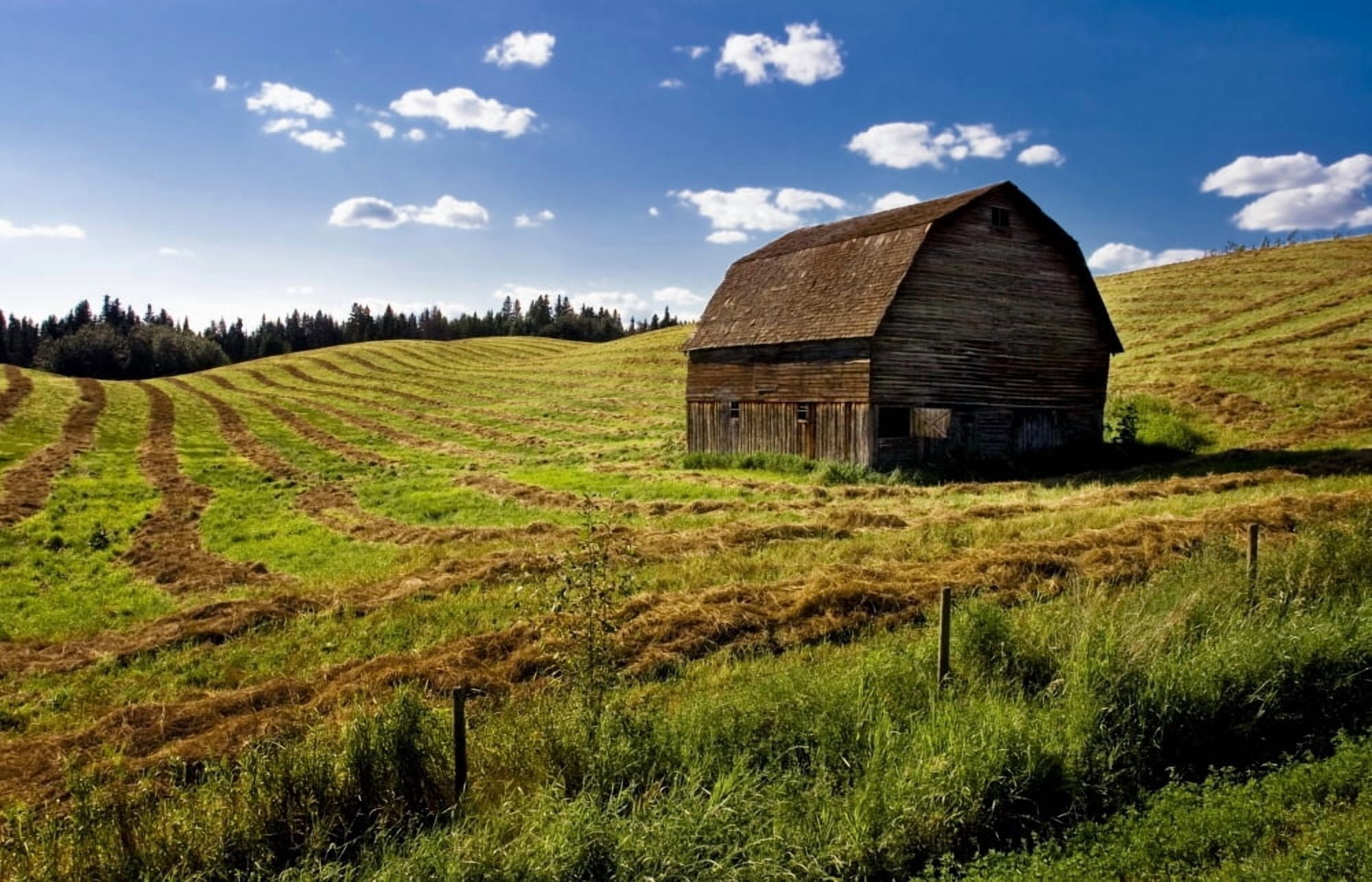 Old Barn In A Field Canvas Art - Steve Nagy Design Pics (36 x 22)