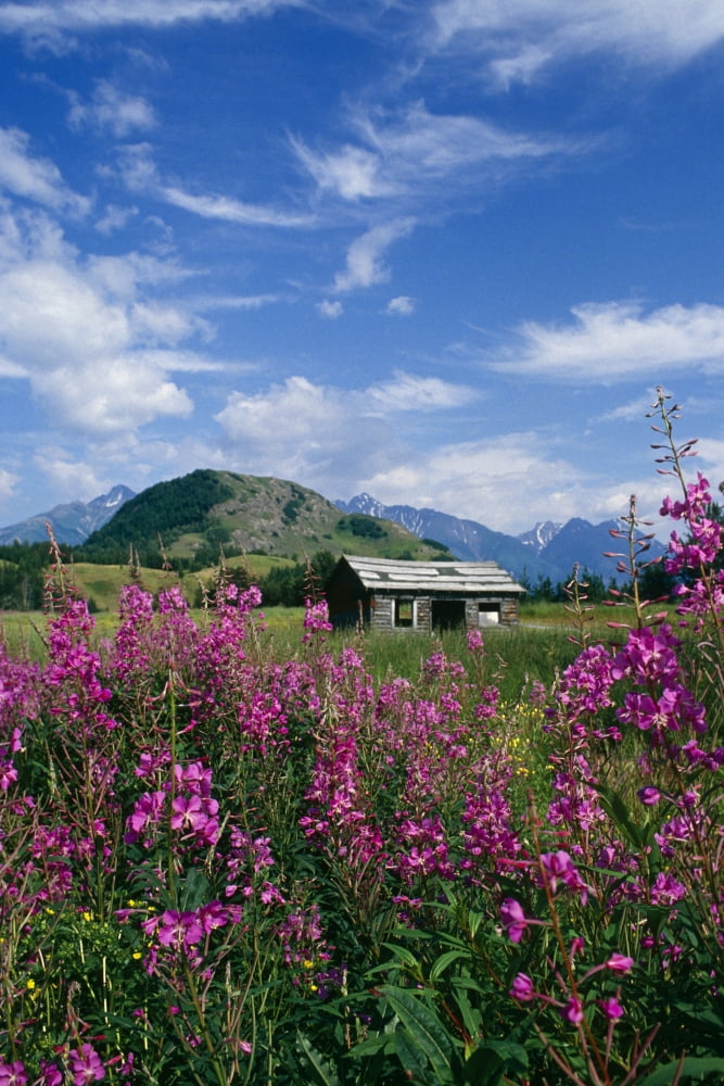 Old Cabin W Fireweed Summer Sc Ak Canvas Art - John Warden Design Pics (22 x 34)