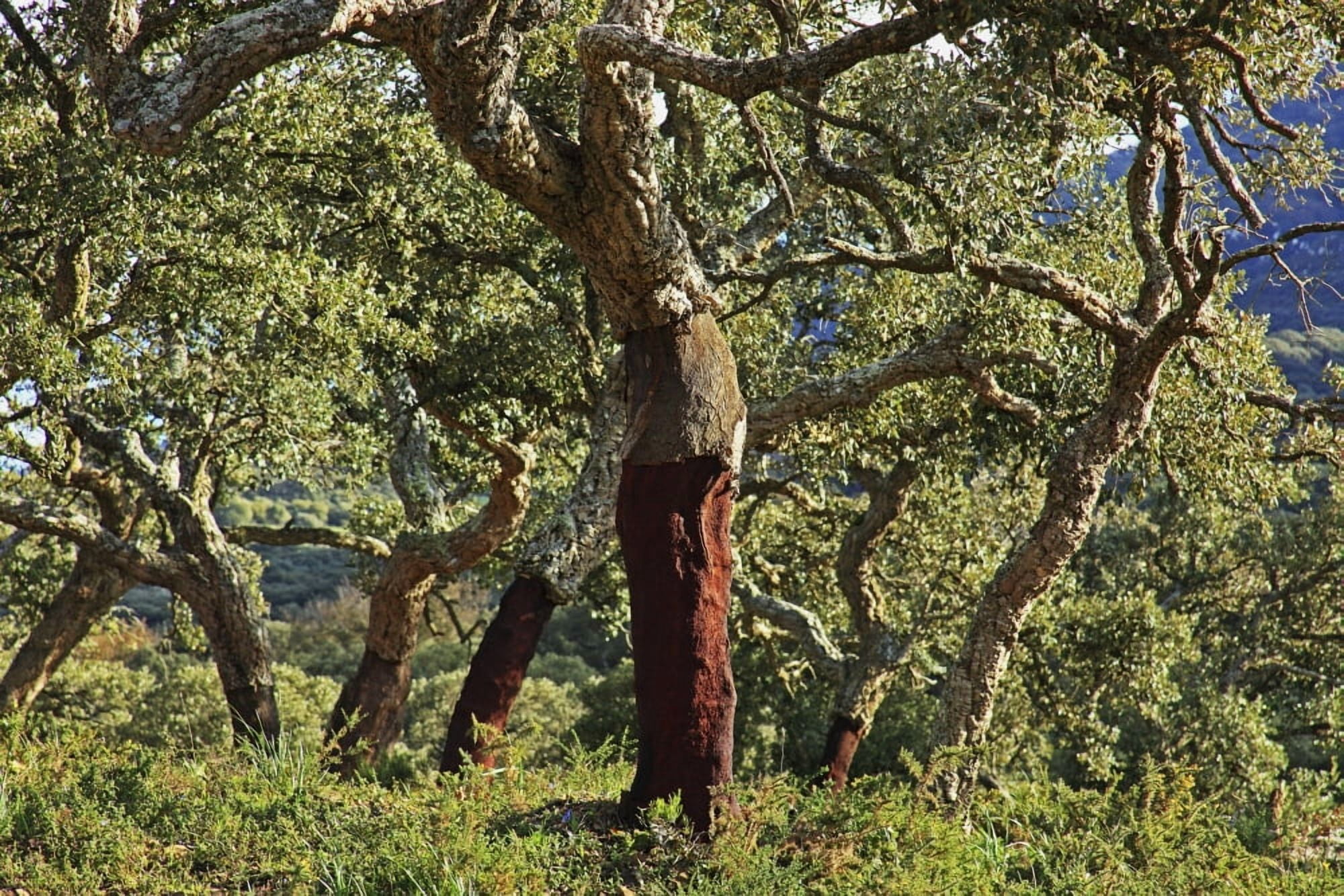 Old Cork Oak Tree Andalucia Spain Canvas Art - Peter Zoeller Design Pics (38 x 24)