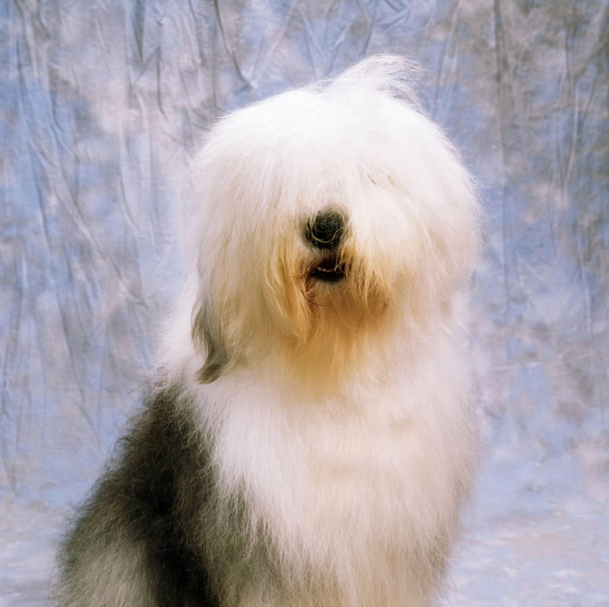 Old English Sheepdog Canvas Art - The Irish Image Collection Design Pics (15 x 15)