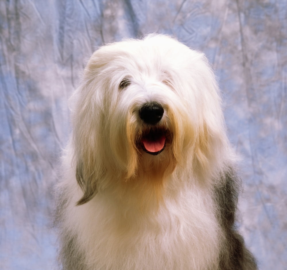 Old English Sheepdog Canvas Art - The Irish Image Collection Design Pics (30 x 28)
