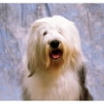 thumbnail image 1 of Old English Sheepdog Poster Print by The Irish Image Collection, 30 x 28 - Large, 1 of 1