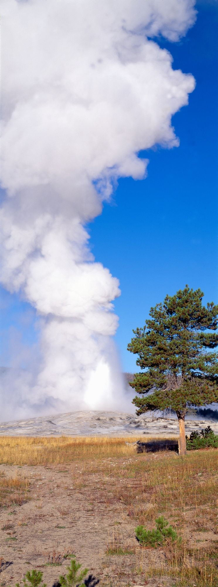 Old Faithful geyser erupting at sunrise Yellowstone Montana Canvas Art - Panoramic Images (27 x 9)