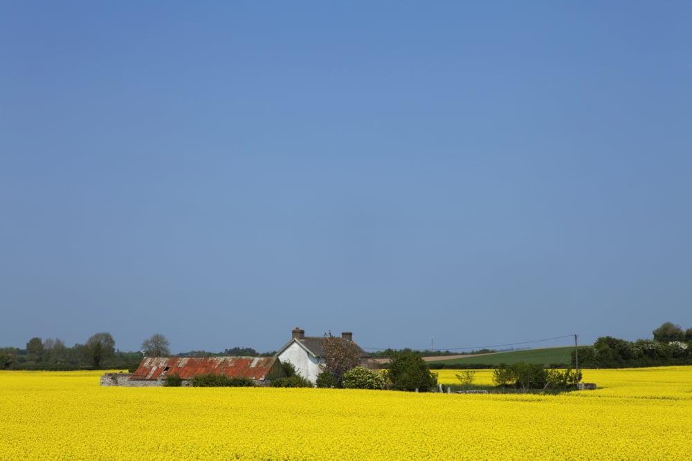Old Farm Surrounded By Oilseed Rape (Canola) County Carlow Ireland Canvas Art - George Munday Design Pics (19 x 12)