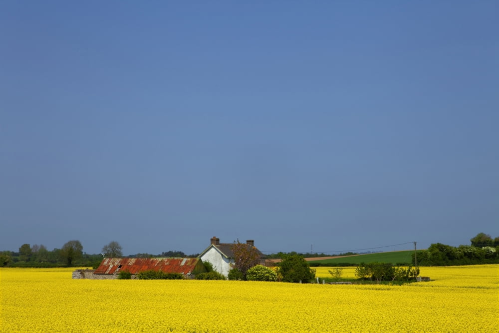 Old Farm Surrounded in Oilseed Rape (caled Canola in North America) County Carlow Ireland Canvas Art - Panoramic Images (27 x 9)