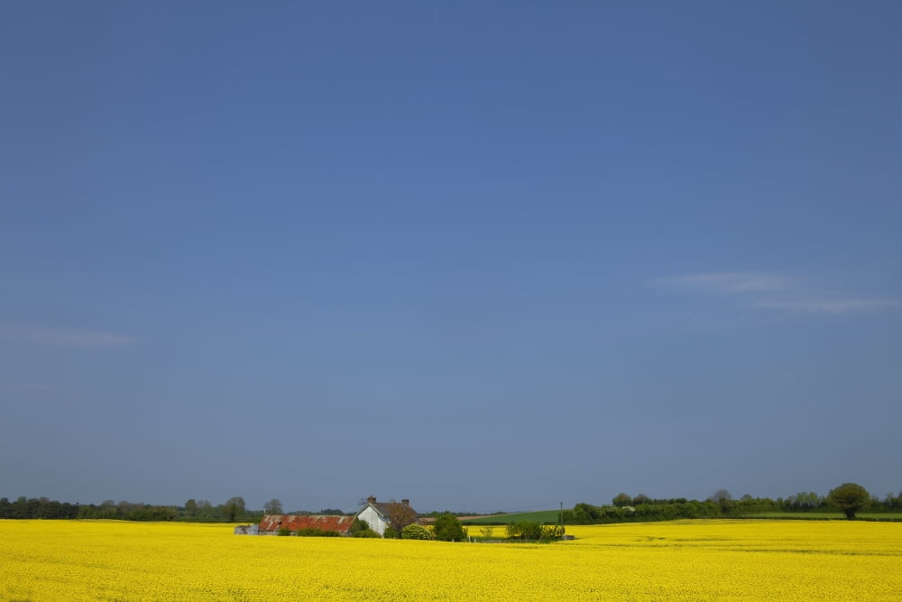 Old Farm Surrounded in Oilseed Rape (caled Canola in North America) County Carlow Ireland Canvas Art - Panoramic Images (27 x 9)