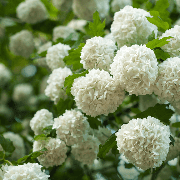 Old Fashion Snowball Viburnum Live Plant, 4 to 7 Inches, White Viburnum Shrub