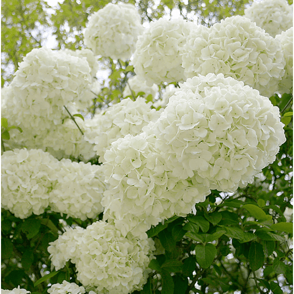Old Fashion Snowball Viburnum Plant White Viburnum Shrub Viburnum Highbush Starter Plant 4 to 12 Inch Tall in 4 Inch Pot - Dormant in Winter