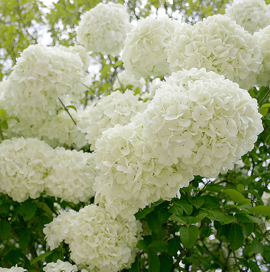 Amazing Old Fashioned Snowball Bush Photos