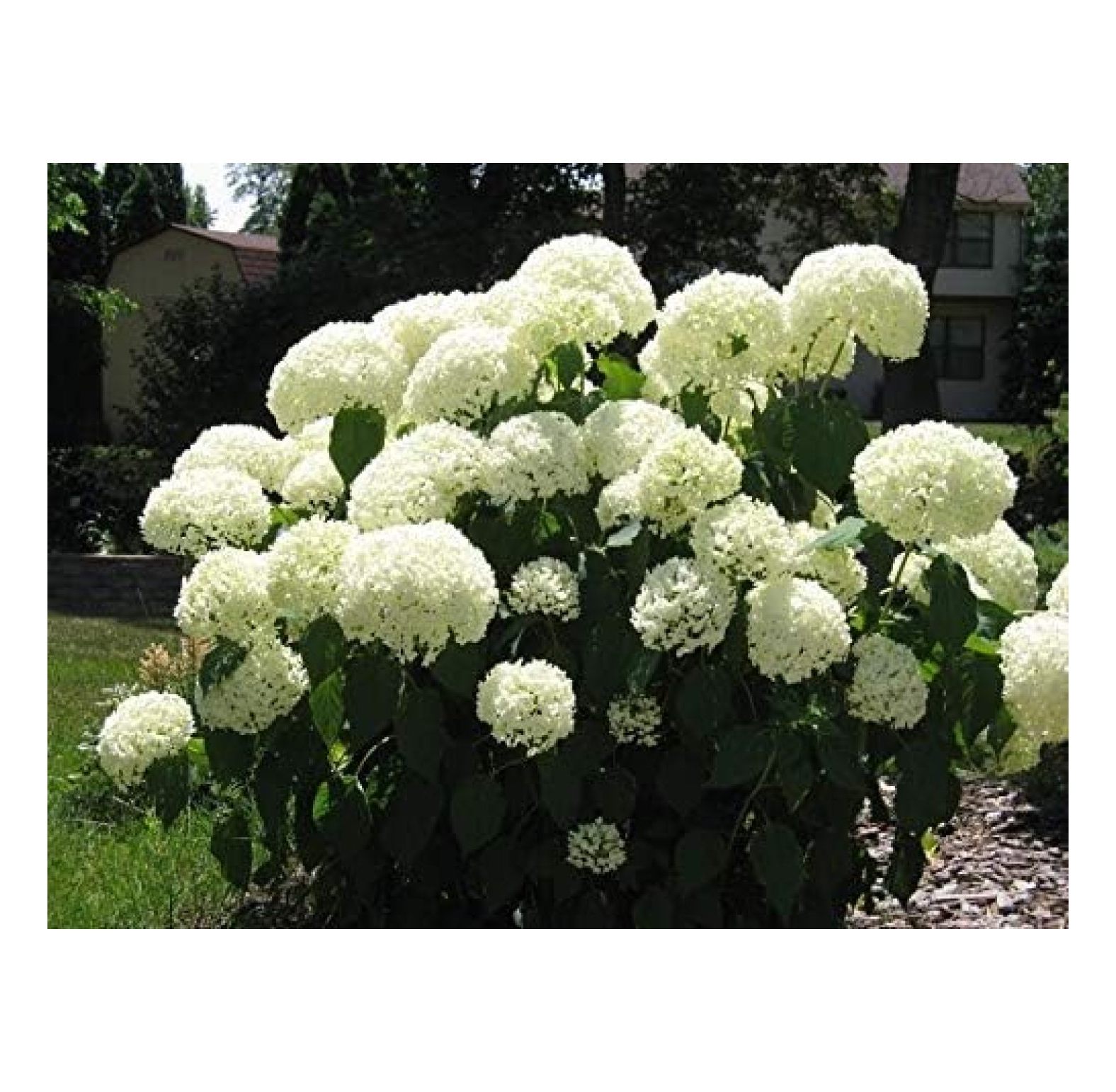Old Fashion Snowball Viburnum Viburnum Opulus Roseum Bigv003