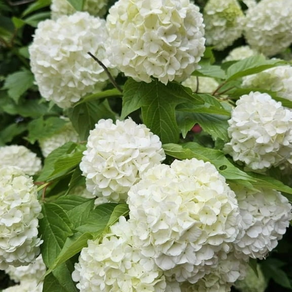 Old Fashion Viburnum Snowball Bush Live Plant, Snowball Bush from 4 to 12 Inch, Outdoor Growing, 4 Inches Pot