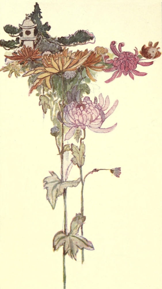Old-Fashioned Flowers 1905 Chrysanthemum Canvas Art - Unknown (24 x 36)