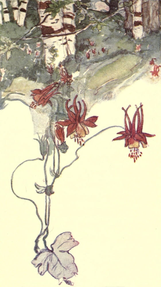 Old-Fashioned Flowers 1905 Fuchsias Canvas Art - Unknown (18 x 24)