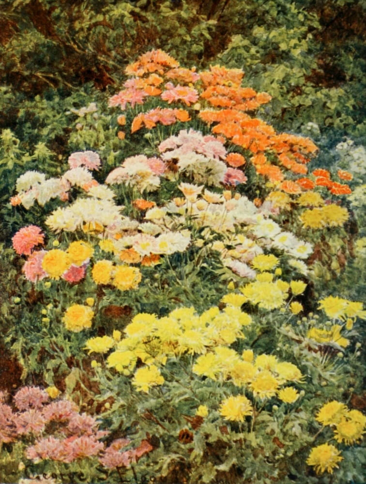 Old Fashioned Flowers 1906 Early Chrysanthemums Canvas Art - George S Elgood (18 x 24)