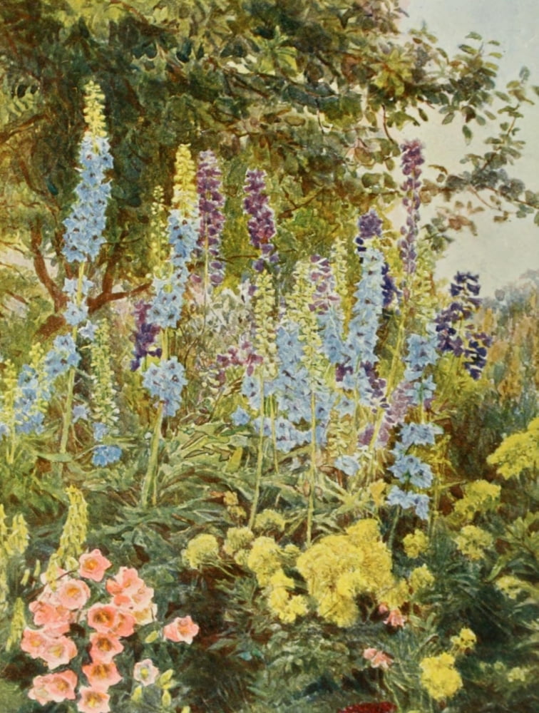 Old Fashioned Flowers 1906 Larkspur Canvas Art - George S Elgood (24 x 36)