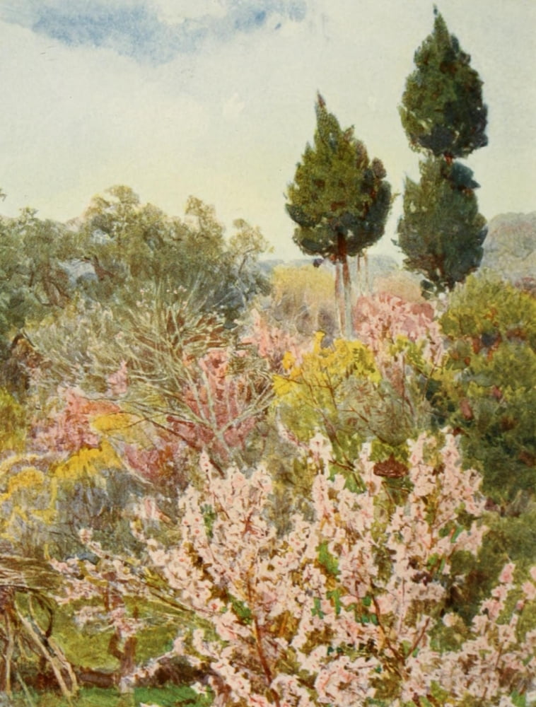 Old Fashioned Flowers 1906 Peach Blossom Canvas Art - George S Elgood (24 x 36)