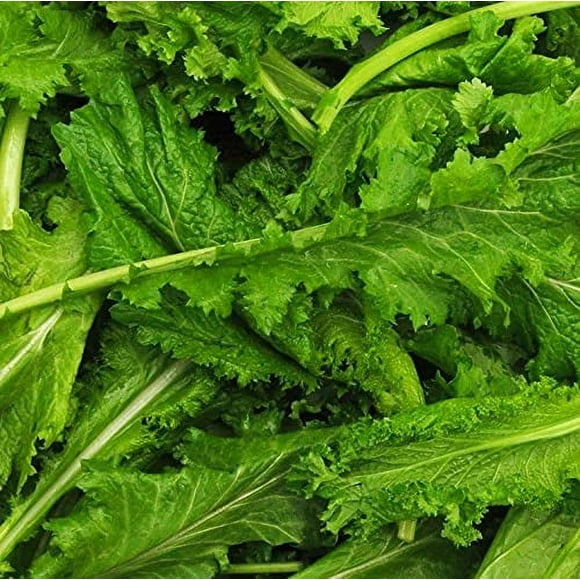 Old Fashioned Mustard Green Seeds - 200 Seed Pack - A Delicious Southern Favorite That is Easy to Grow - Country Creek LLC
