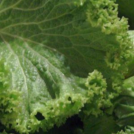 Old Fashioned Mustard Seed - 1 LB Bulk ~134,400 Seeds - Non-GMO, Heirloom, Open Pollinated - Farm & Garden Vegetable & Culinary Herb Seeds