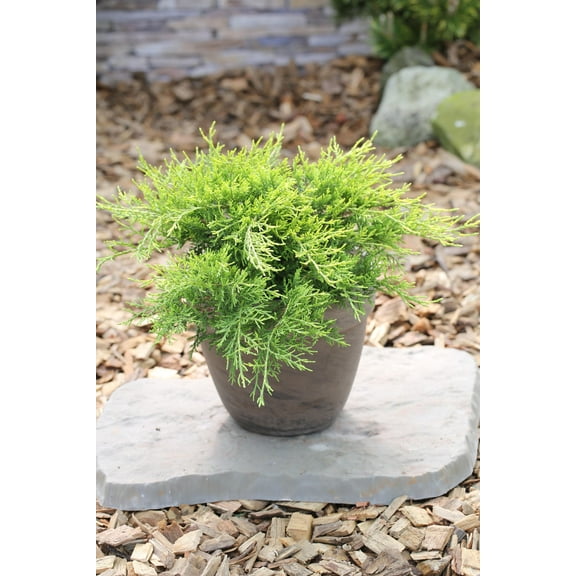 Old Gold Juniper-Compact Evergreen-Drought Tolerant 1 Gallon