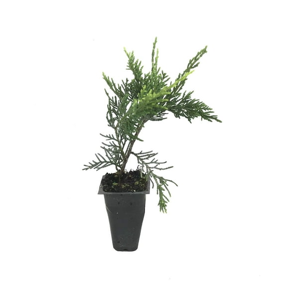 Old Gold Juniper - 10 Live Plants - Juniperus Chinensis - Drought Tolerant Cold Hardy Evergreen Ground Cover