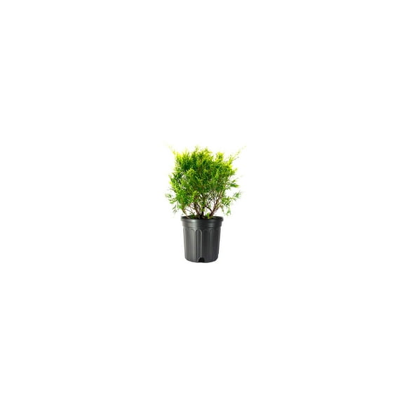 Old Gold Juniper - 2 Live Gallon Size Plants - Juniperus Chinensis - Drought Tolerant Cold Hardy Evergreen Groundcover