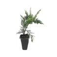 thumbnail image 1 of Old Gold Juniper - 30 Live Plants - Juniperus Chinensis - Drought Tolerant Cold Hardy Evergreen Ground Cover, 1 of 9