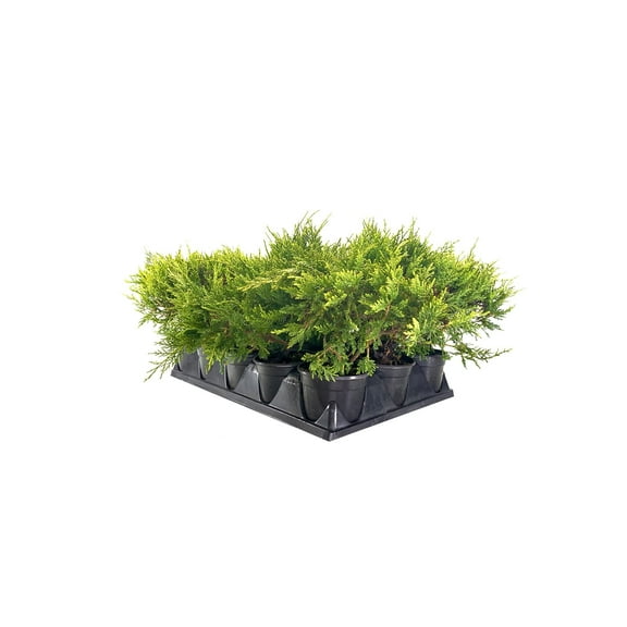 Old Gold Juniper - 5 Live 4 inch Pots - Juniperus Chinensis - Evergreen Cold Hardy Drought Tolerant Groundcover Plants