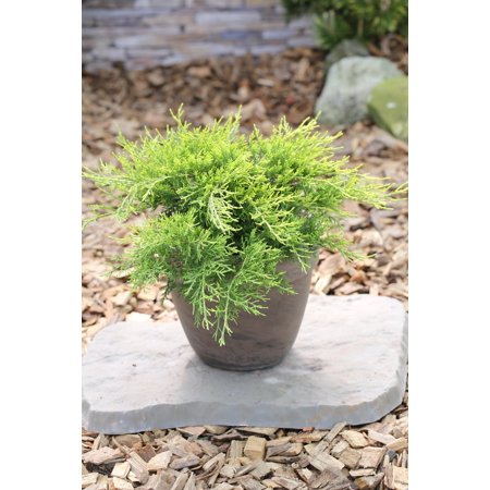 Old Gold Juniper by RedCrocus | Evergreen, Drought-Tolerant Needle Plant | Perfect for Borders & Containers | Hardy Zones 4-9 3 Gallon