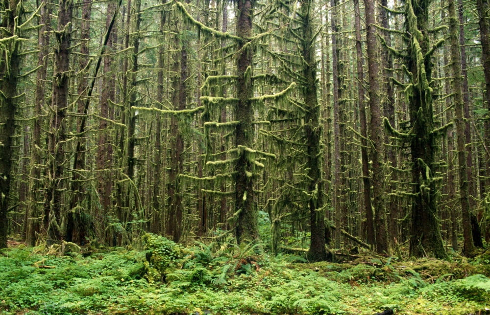 Old Growth Forest In The Hoh Rain Forest At Olympic National Park Washington United States Of America Canvas Art - Natural Selection Craig Tuttle Design Pics (19 x 12)