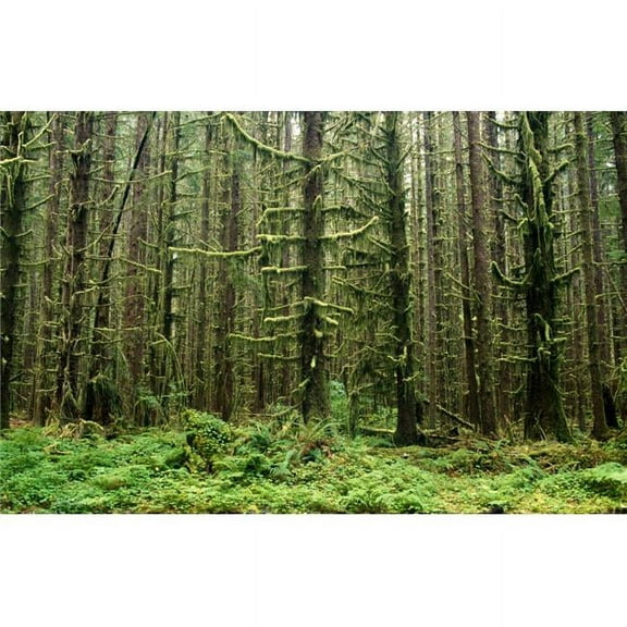 Old Growth Forest in The Hoh Rain Forest At Olympic National Park Washington United States of America Poster Print by Natural Selection Craig Tuttle - 38 x 24 - Large