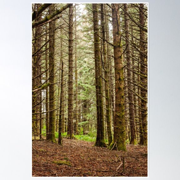 Old Growth Forest Photography Print Poster Wall Art, Modern Wall Decor, 8x12 UNFRAMED