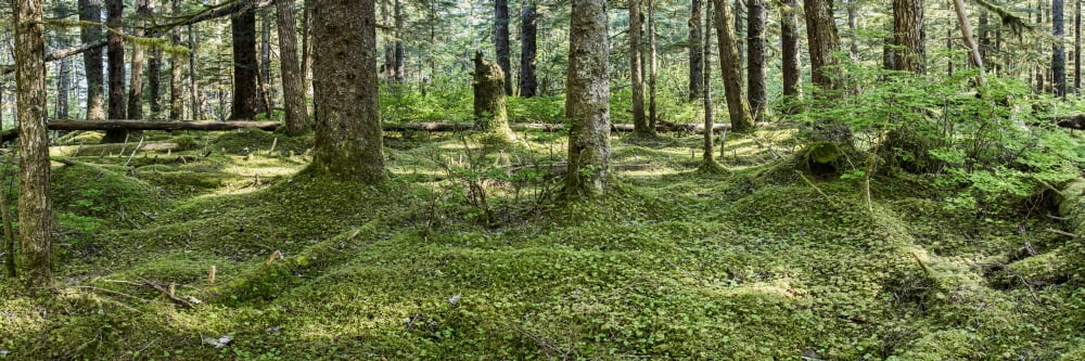 Old Growth Forest Tongass National Forest Southeast Alaska Alaska USA Canvas Art - Panoramic Images (36 x 12)