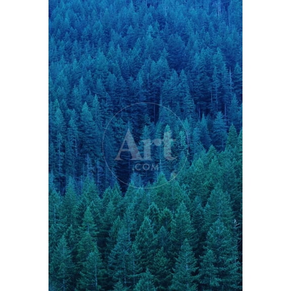 Old Growth Forest in Washingtons Olympic National Forest, Scenic World Culture Unframed Photographic Print Wall Art by Paul Souders Sold by Art.Com