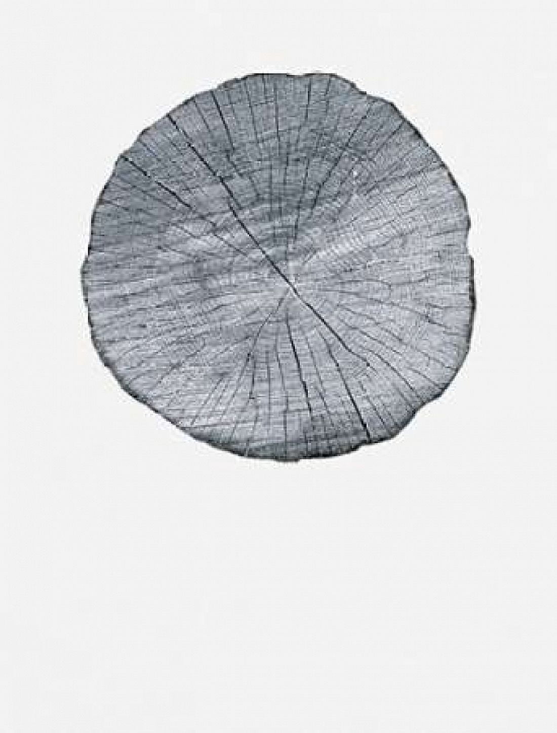 Old Growth Ring Print Canvas Art - Sam Appleman (22 x 28)