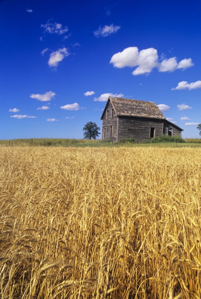 Old House And Mature Winter Wheat Field Winnipeg Manitoba Canvas Art - Dave Reede Design Pics (22 x 34)