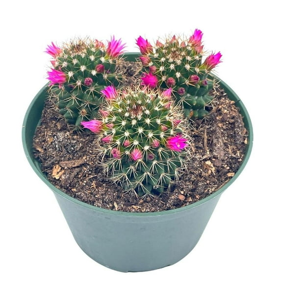 Old Lady Cactus, 6 inch, Mammillaria hahniana, Crown of Flowers