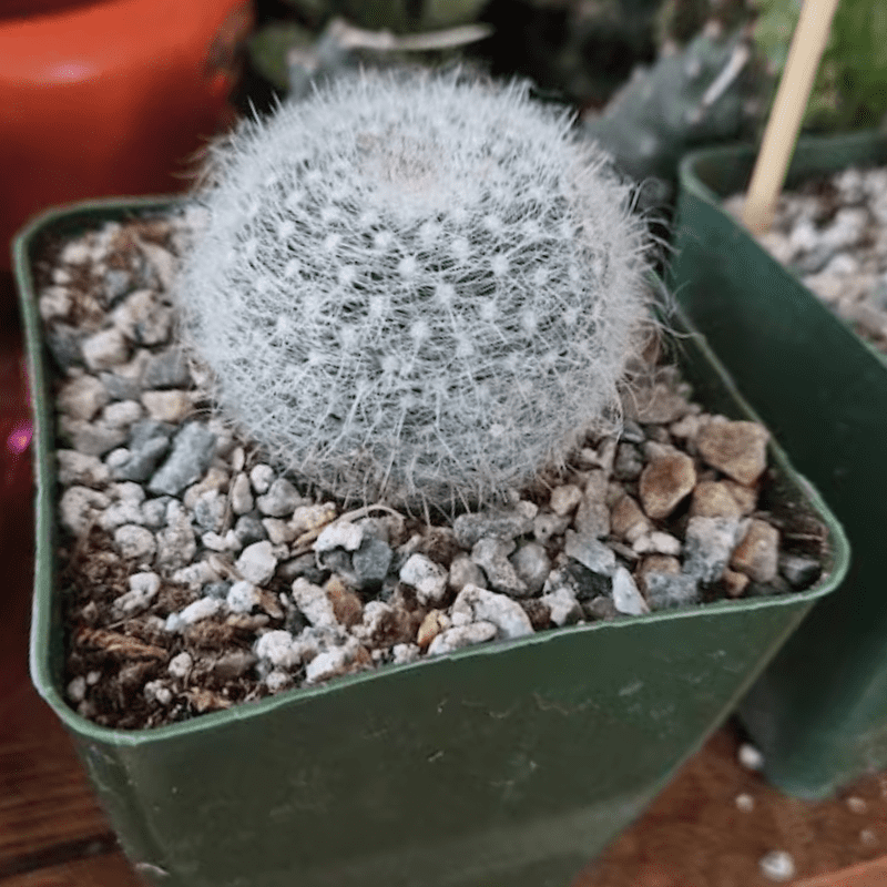 Old Lady Cactus, Mammillaria Hahniana, Live Plant in 3.5" pot - Walmart.com