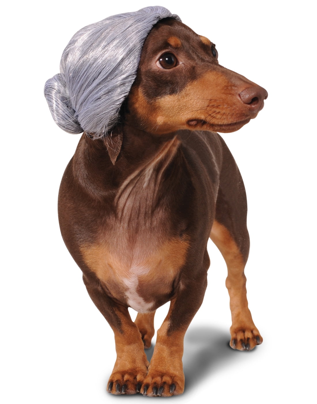 dog dressed as old lady You Can't Teach an Old Dog