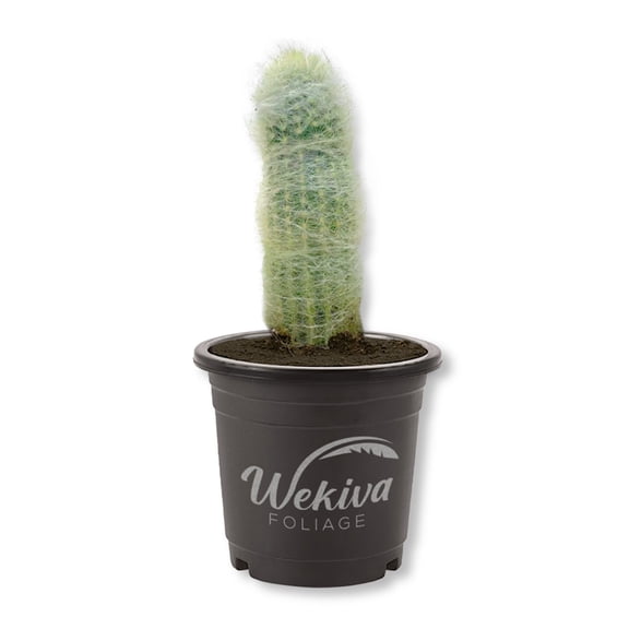 Old Man Cactus - 1 Live Plant in a 4 Inch Growers Pot - Cephalocereus Senilis - Beautiful Exotic Indoor Hairy Column Cacti Succulent Houseplant