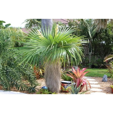 Bailey Copernicia Palm - Live Plant in a 10 Inch Pot - Copernicia ...