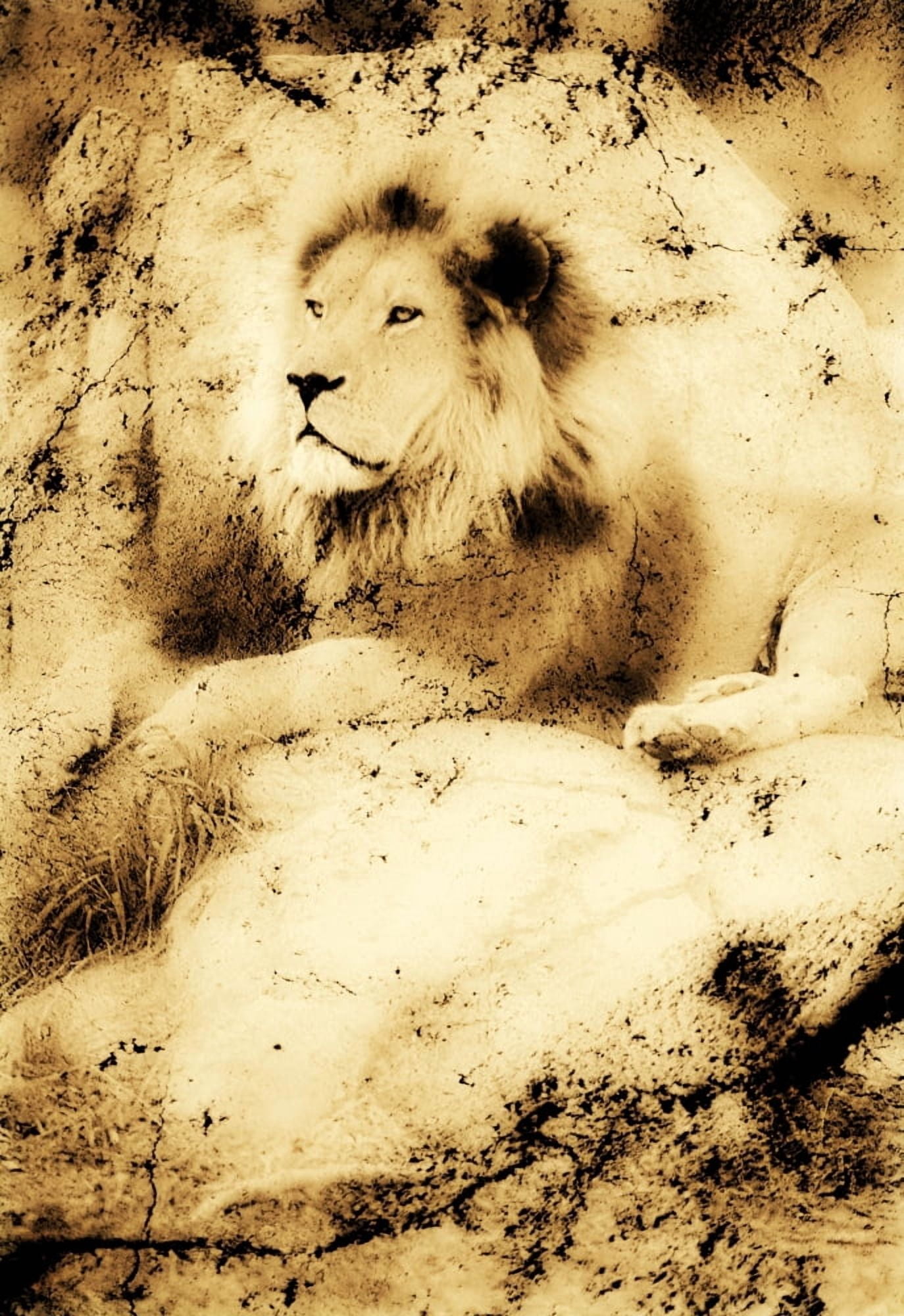 Old Photograph Of A Lion On A Rock Canvas Art - Chris and Kate Knorr Design Pics (22 x 34)