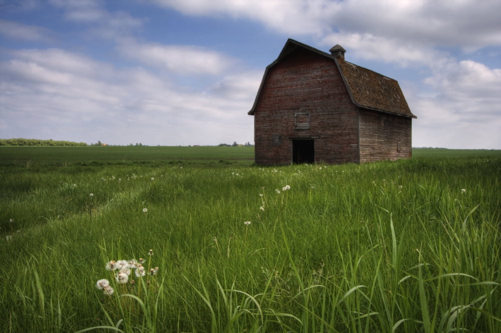 Old Red Barn And A Field Of Dandelions In Summer South Of Bon Accord Alberta Canvas Art - Dan Jurak Design Pics (17 x 11)